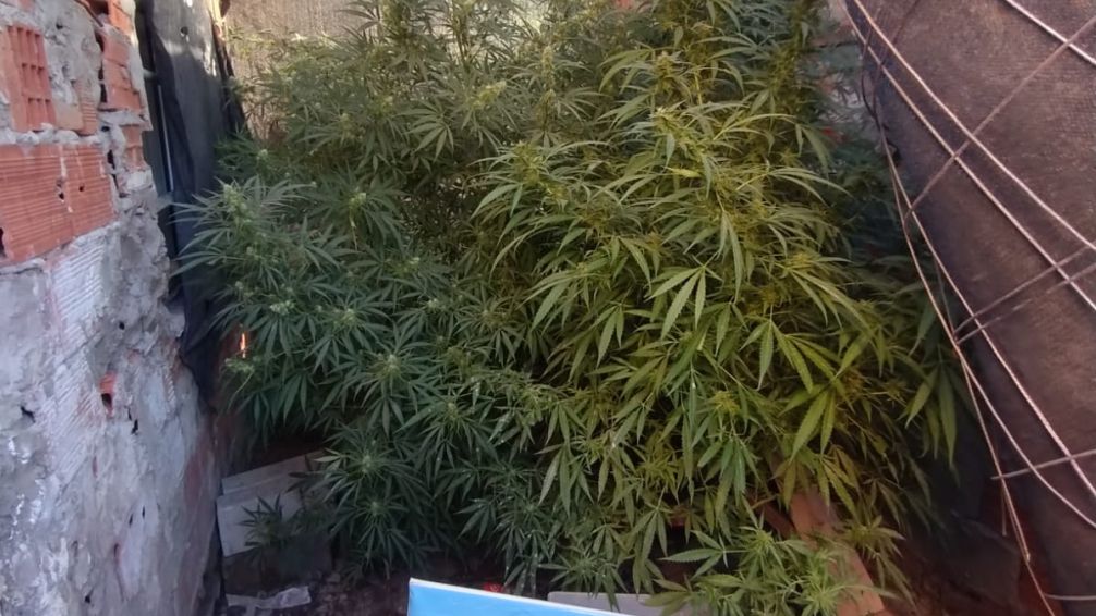 Se secuestró una importante cantidad de marihuana y se aprehendió a dos personas