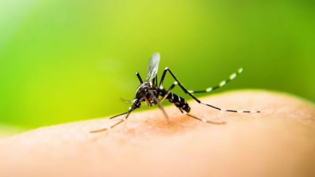 Martens, sobre el dengue: "Va a haber un descenso de temperaturas pero tenemos que seguir cuidándonos"