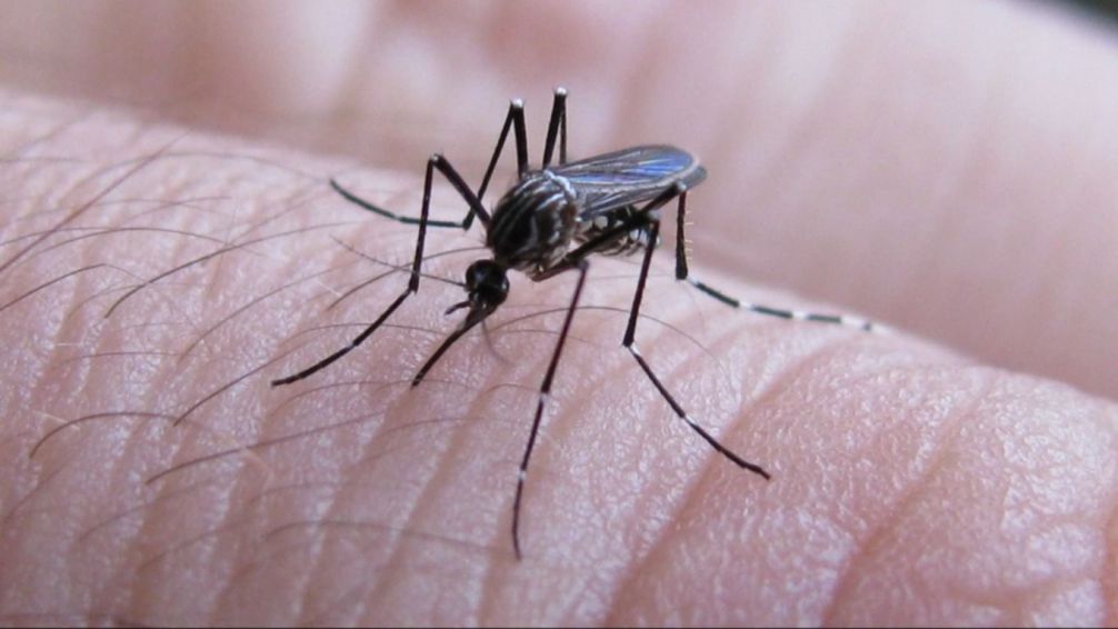 El SISP dio información sobre qué hacer ante un caso de dengue y respondió preguntas sobre esta enfermedad