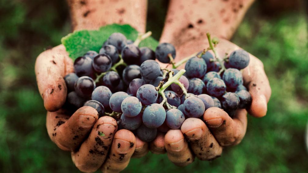 Comenzó el curso de elaboración de vinos