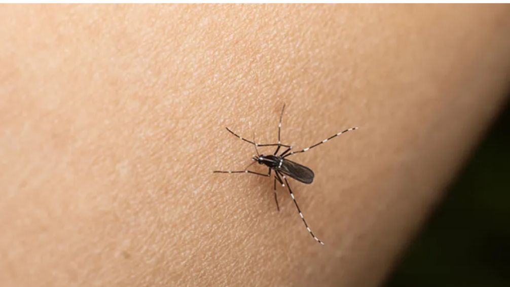 Continúa el dengue: más de 78 mil casos positivos en la provincia de Buenos Aires