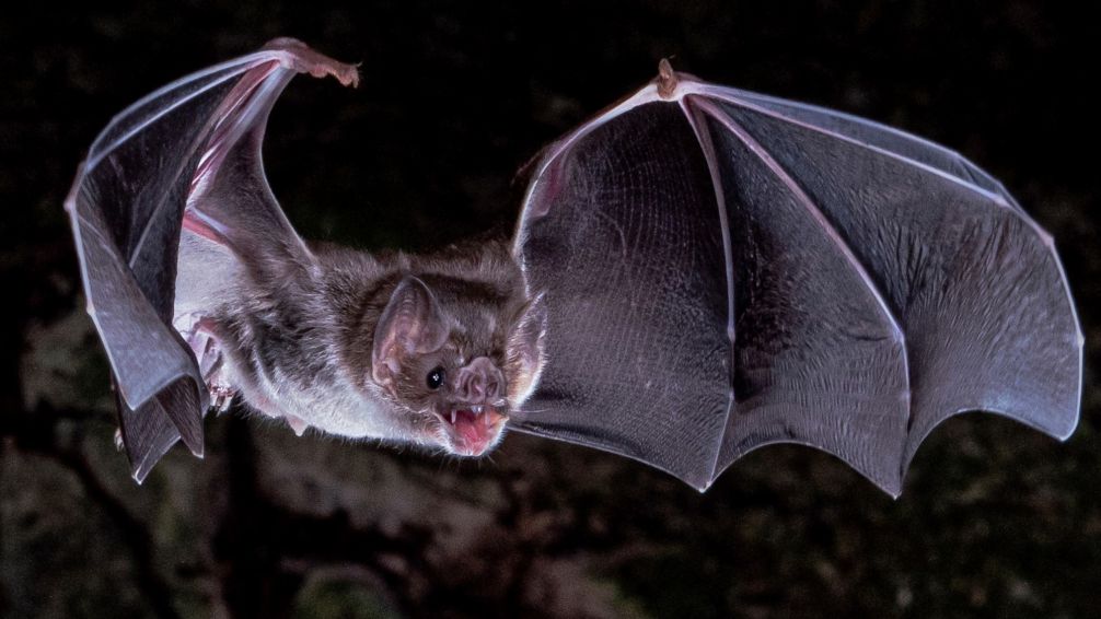 Se activó el protocolo de vacunación antirrábica por un caso de murciélago con rabia