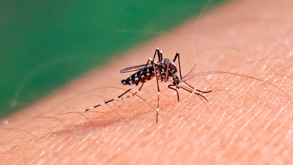 Desde Salud Pública brindaron detalles de la situación epidemiológica del dengue en Tandil
