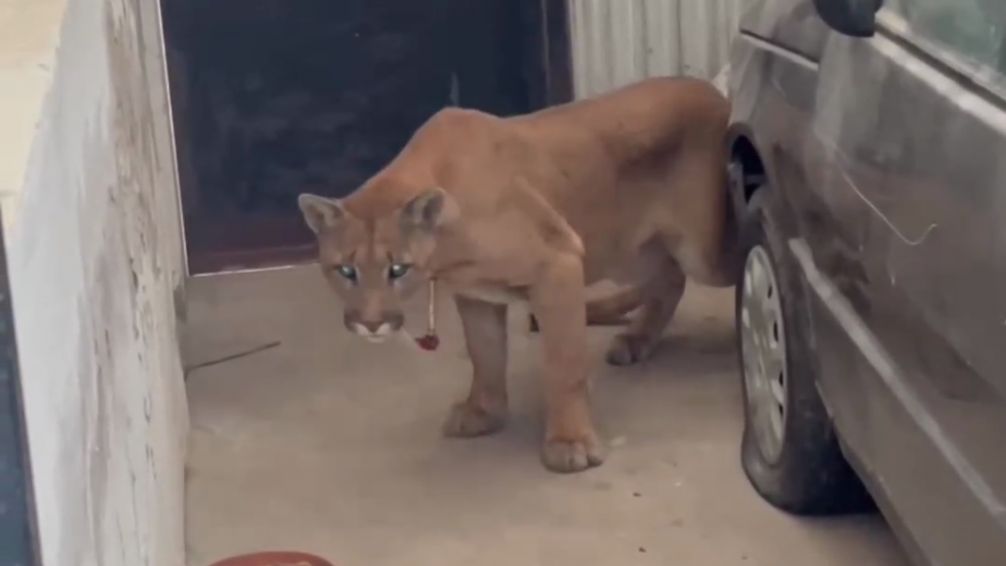 Personal de Granja Los Pibes rescató a un puma en Juan N. Fernández
