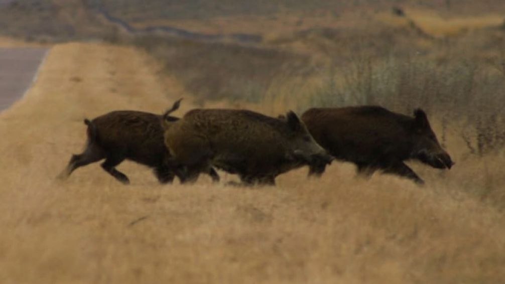 Se desarrollarán charlas sobre manejo estratégico del jabalí en Tandil