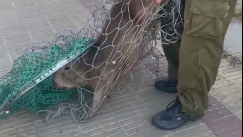Granja Los Pibes rescató a otro carpincho en una zona céntrica de Tandil
