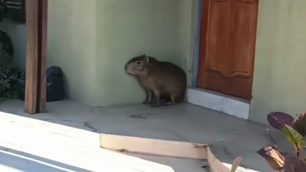 Granja Los Pibes rescató a otro carpincho en una zona céntrica de Tandil