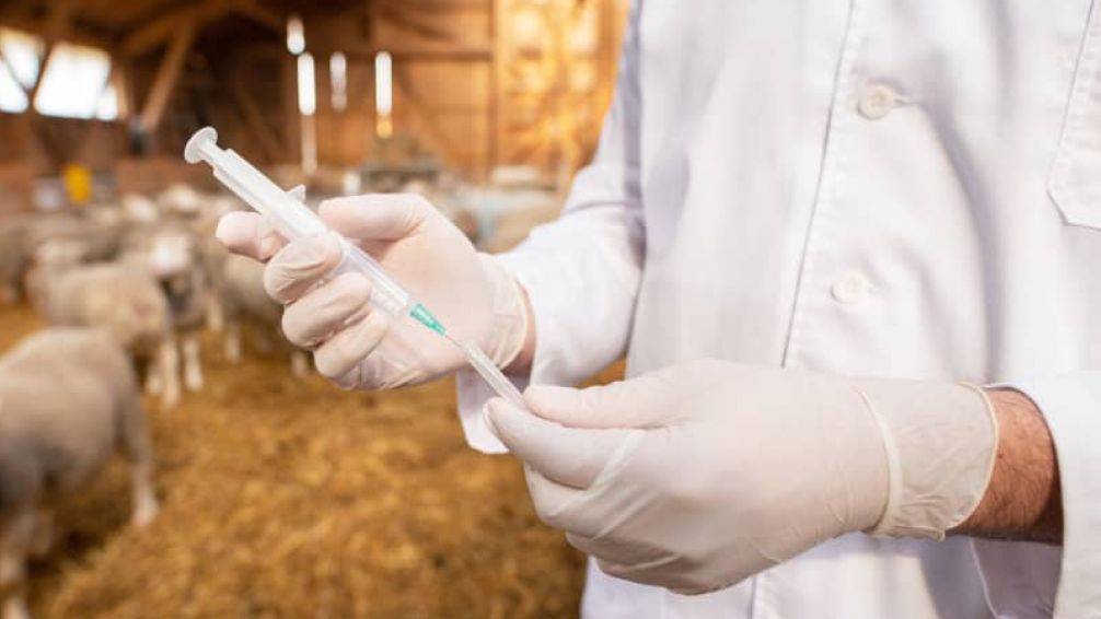 Tandil será sede las I Jornadas de Actualización en Sanidad Bovina