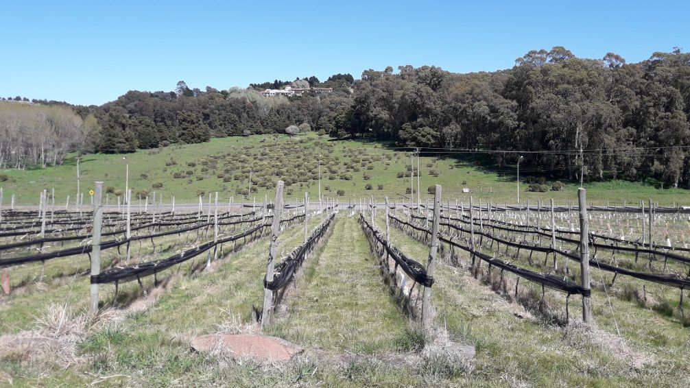 El Municipio destacó la "indicación geográfica" que recibieron los vinos de Tandil