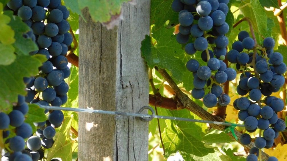 La ruta del vino bonaerense: bodegas y viñedos para conocer
