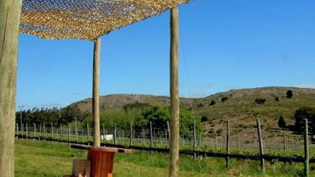 La ruta del vino bonaerense: bodegas y viñedos para conocer