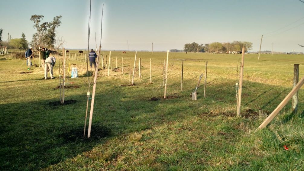 Preparan diferentes actividades para celebrar la Semana del Arbol