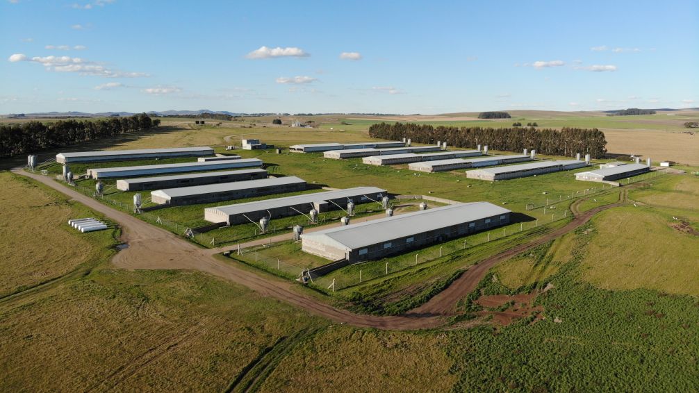 Uniporc Tandil fue distinguida con el premio a la eficiencia productiva y se encuentra entre las mejores granjas porcinas
