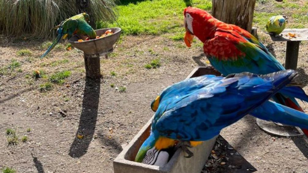 Robaron tres guacamayos de Granja Los Pibes