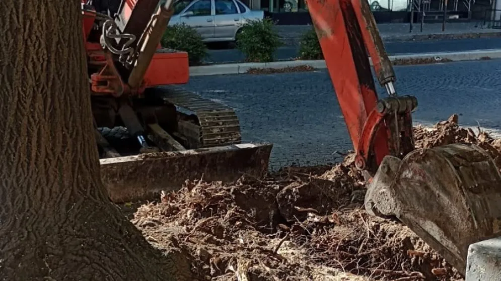Avanza el tratamiento de raíces en veredas de la avenida Colón