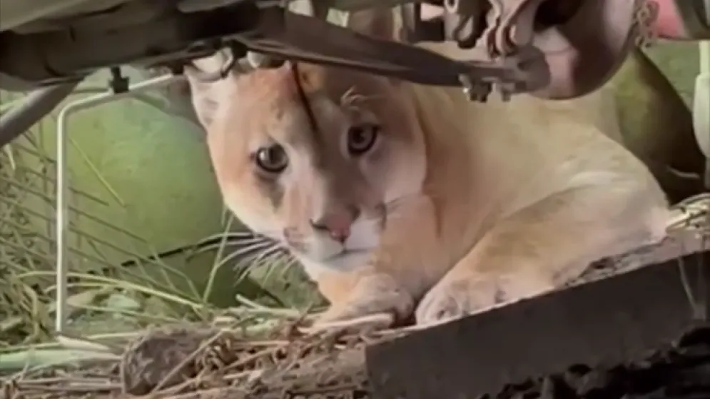 Granja Los Pibes rescató un puma encontrado en el patio de una vivienda tandilense 