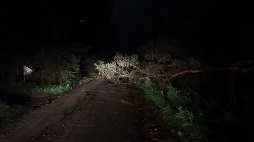 El temporal provocó caída de árboles y cortes de luz en distintas zonas de Tandil