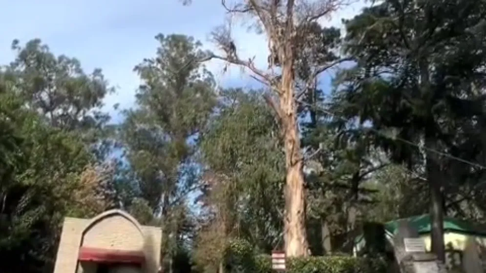 Concejales de Acción Tandilense - La Libertad Avanza piden informes por la tala de árboles en El Calvario