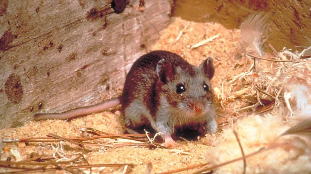 Investigan la muerte de un joven en Tandil por posible caso de hantavirus