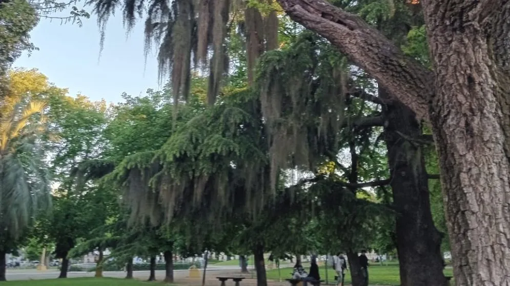 Alerta sobre la presencia de parásitos en árboles de la plaza Independencia 