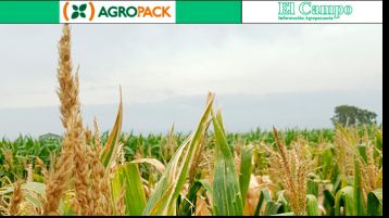 Argentina implementa plan piloto para certificación de semilla experimental de maíz