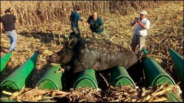 Un gigantesco jabalí se le cruzó en medio de la cosecha