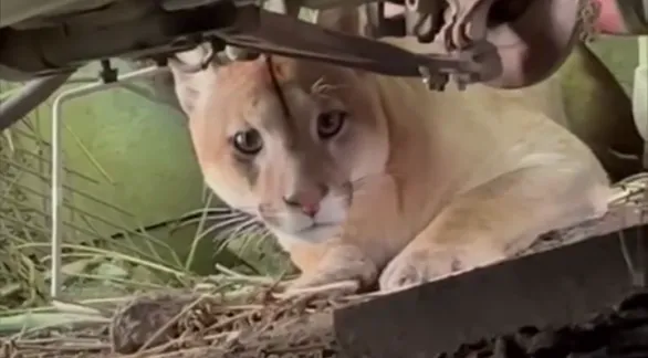 Granja Los Pibes rescató un puma encontrado en el patio de una vivienda tandilense 