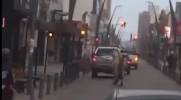 Un caballo recorrió las calles céntricas de la ciudad