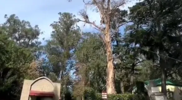 Concejales de Acción Tandilense - La Libertad Avanza piden informes por la tala de árboles en El Calvario