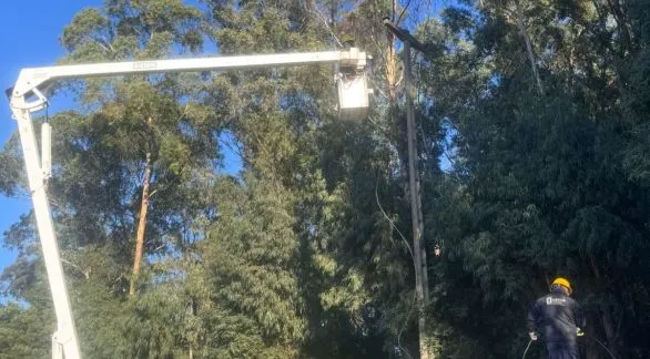 Por cortar leña en espacio público dejaron sin luz a una zona de Tandil