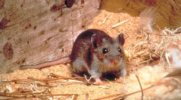 Investigan la muerte de un joven en Tandil por posible caso de hantavirus