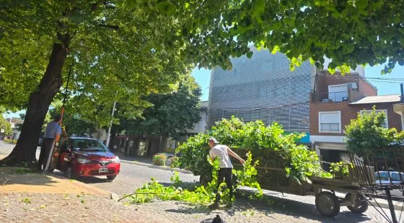 La poda de árboles motivará cortes de tránsito y cambio en el recorrido de micros en calle Pinto