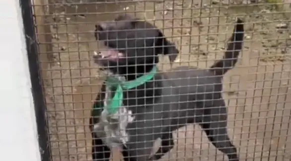 Proteccionistas convocan una marcha para reclamar por el estado de los caniles municipales