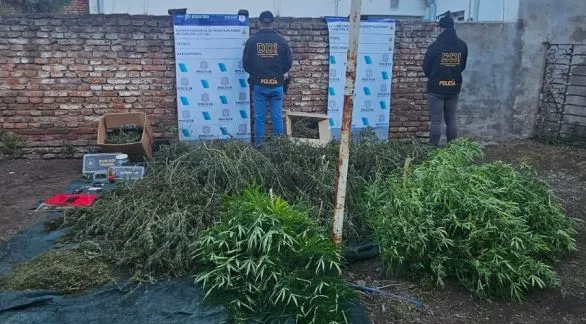 Tras un allanamiento, se secuestró una importante cantidad de marihuana